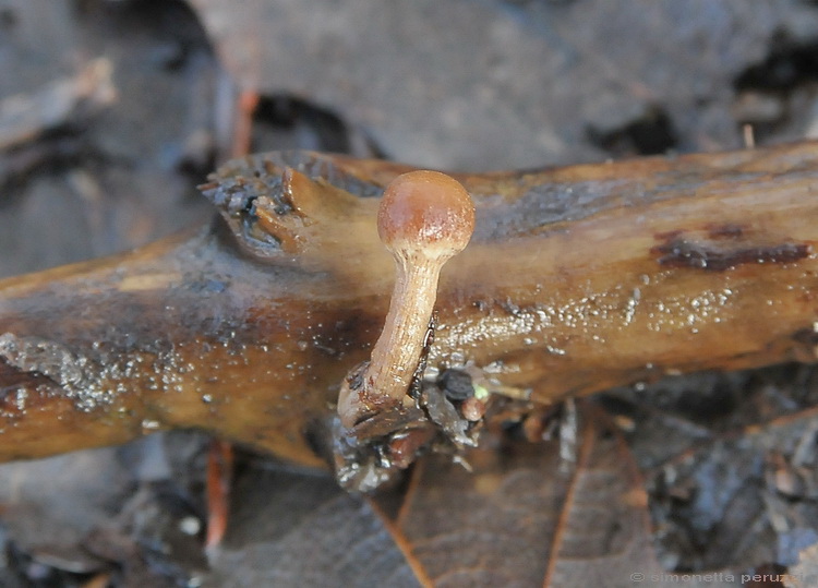 Tubaria pellucida del Chianti